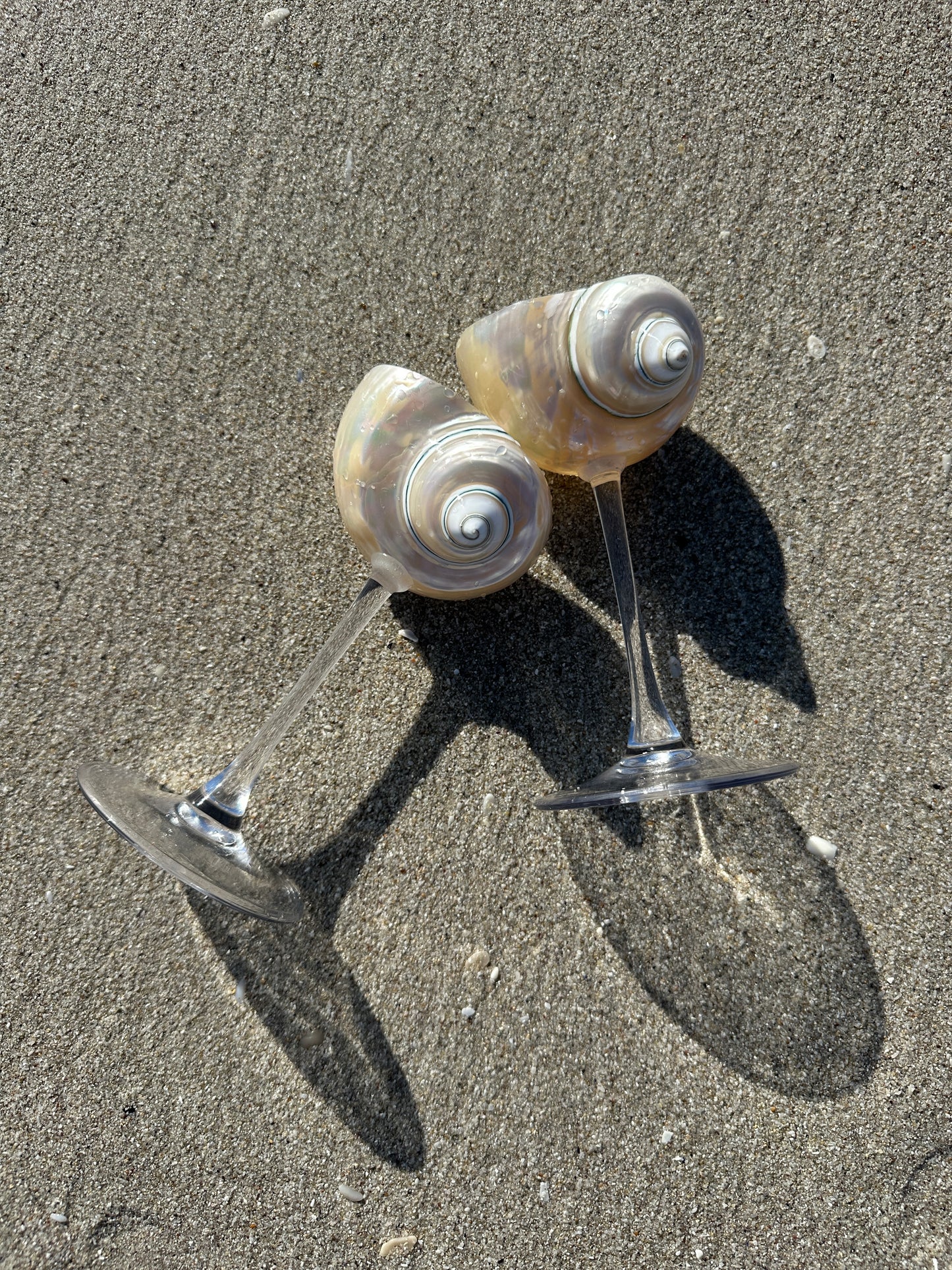 Siren Shell Glasses