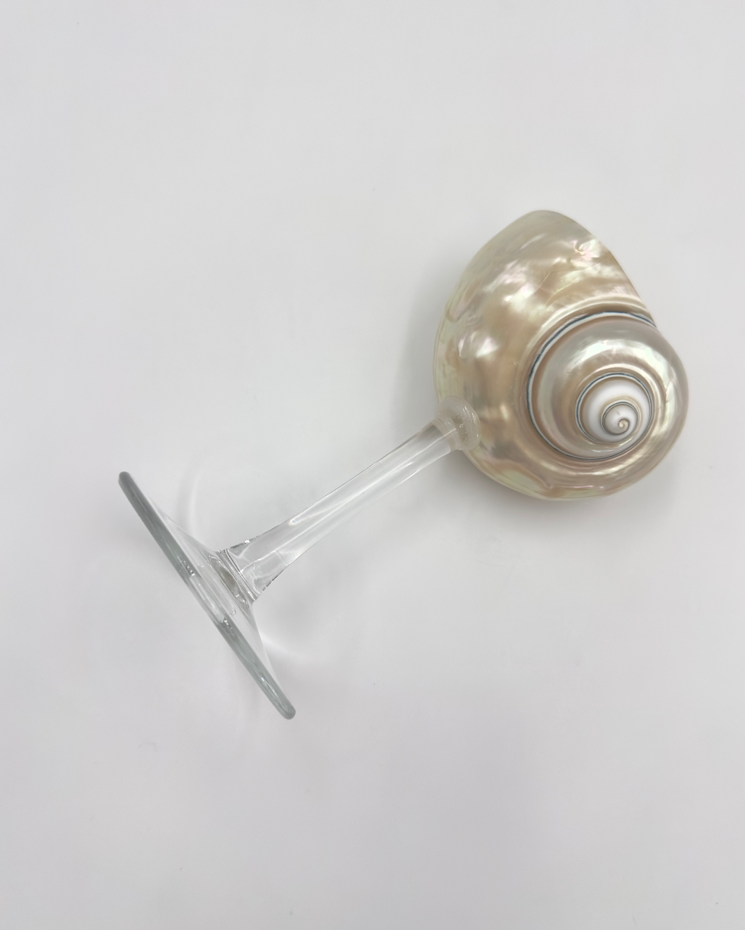 Siren Shell Glasses