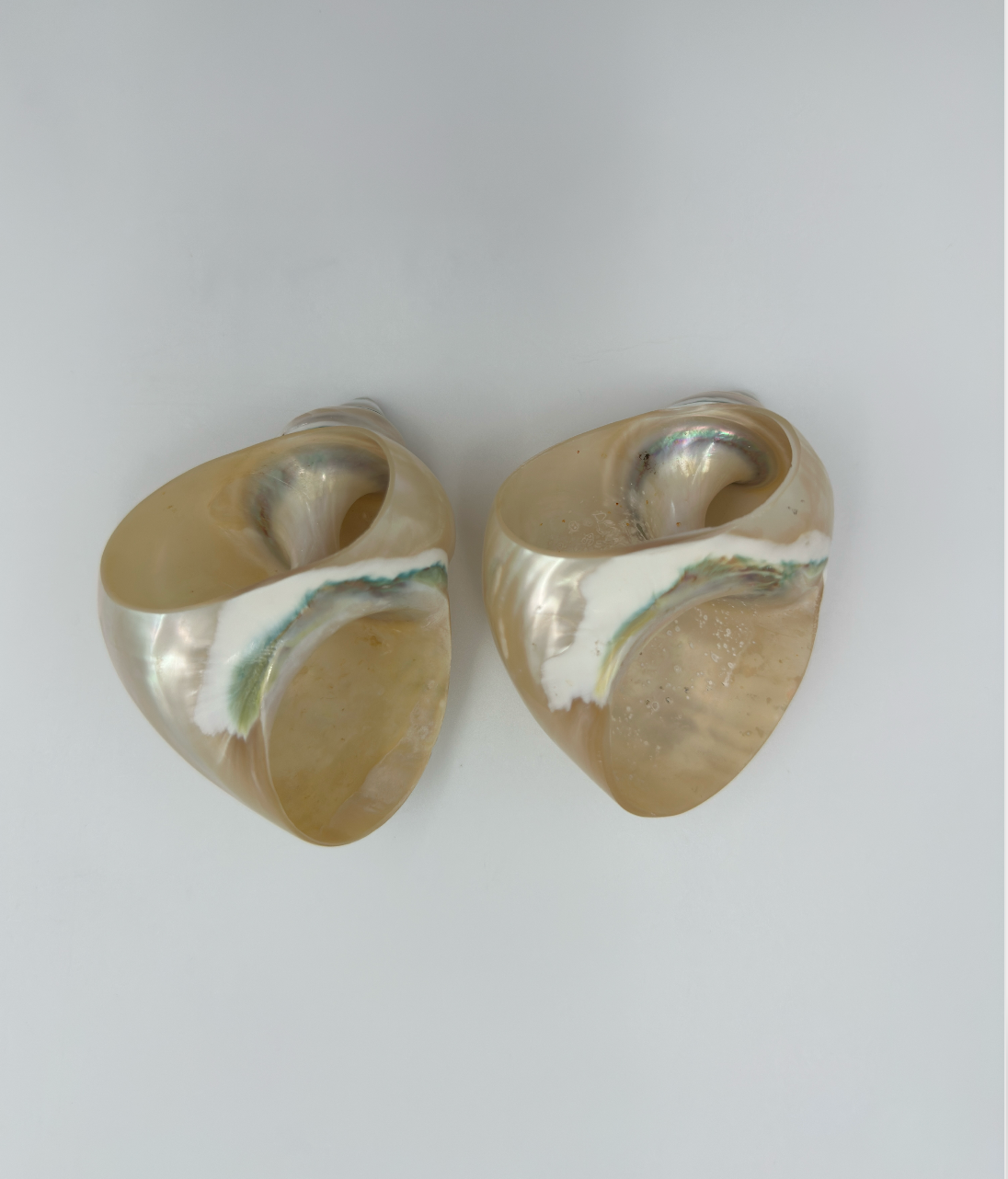 Shell Napkin Rings